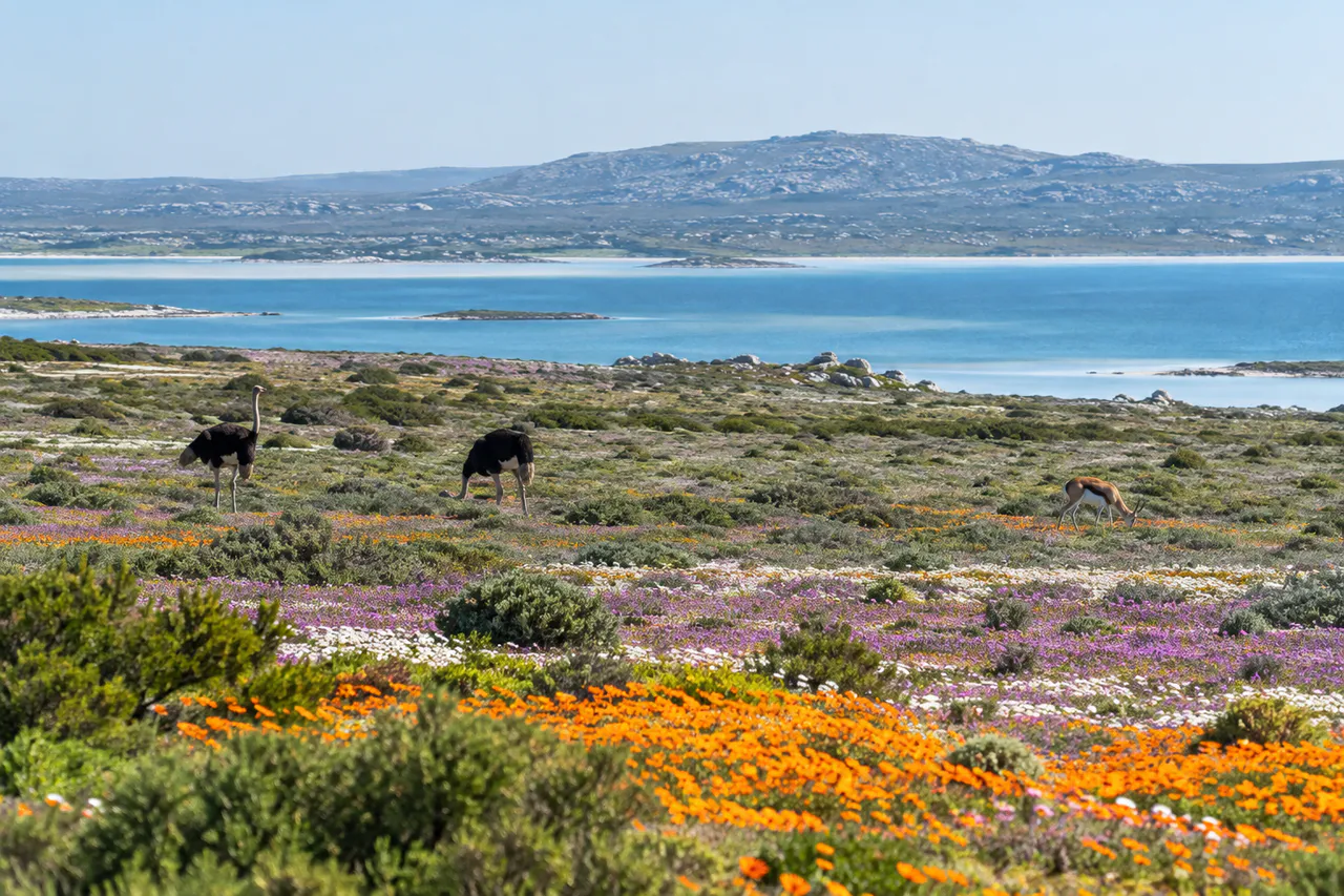 Wildlife and spring flowers beside a lagoon on the Cape West Coast